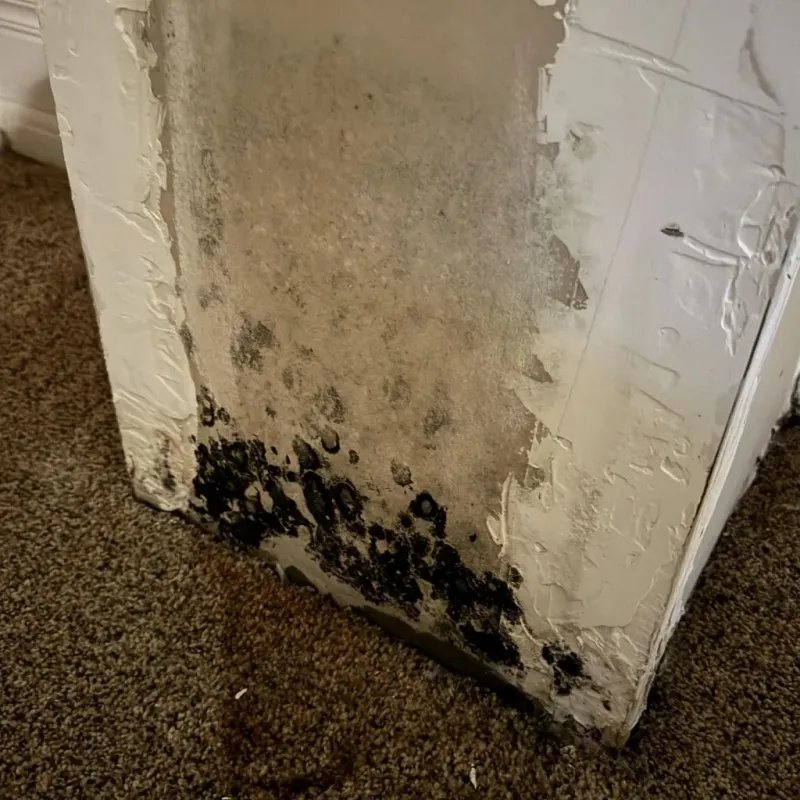 Professional Mold Removal in Damascus, OR